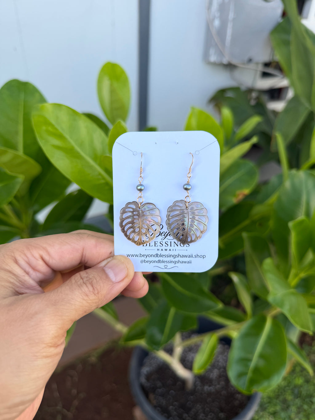 Monstera Pearl Drops